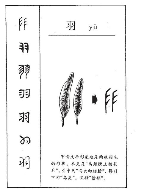 羽的意思名字|羽在名字中的寓意及解释